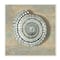 Stupell Industries Nautical Spiral Shell Vintage Coastal Muted Neutral, 12" x 12"